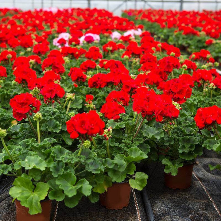 Red Zonal Geranium - 5 Gallon
