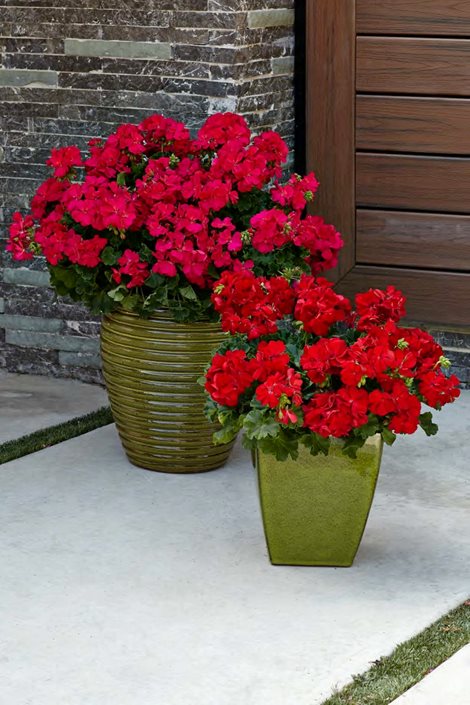 Red Zonal Geranium - 5 Gallon
