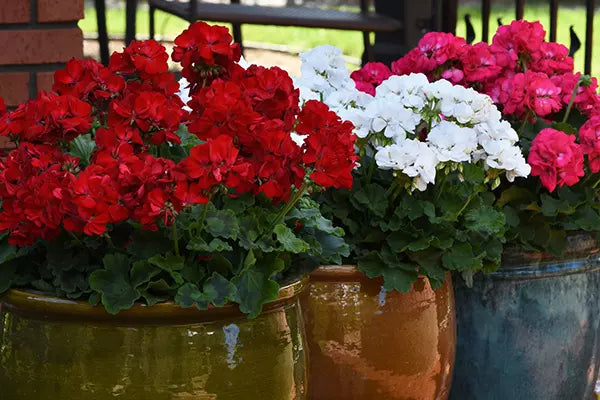 Red Zonal Geranium - 5 Gallon