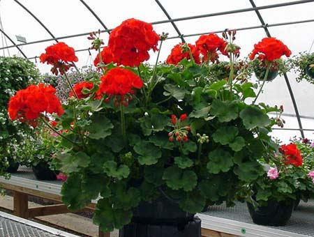 Red Zonal Geranium - 5 Gallon