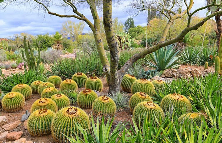 Echinocactus grusonii - 'Golden Barrel Cactus' - 5 Gallon