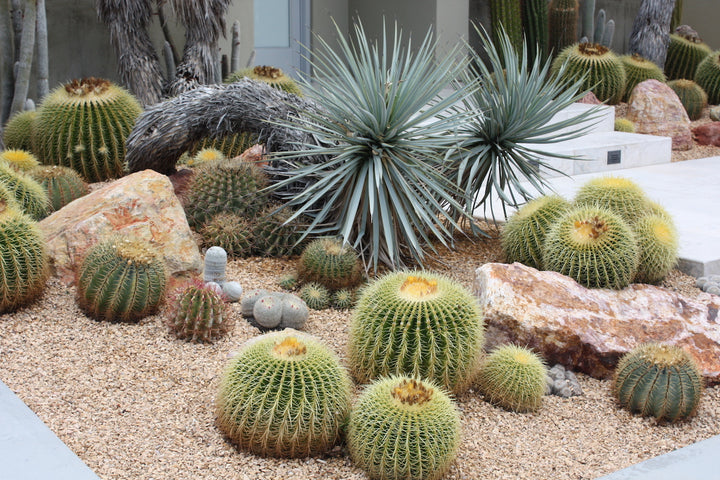 Echinocactus grusonii - 'Golden Barrel Cactus' - 5 Gallon