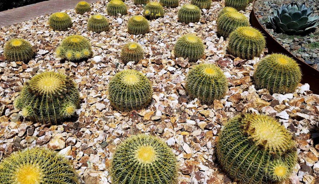 Echinocactus grusonii - 'Golden Barrel Cactus' - 5 Gallon