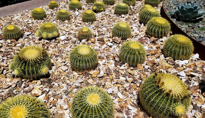Echinocactus grusonii - 'Golden Barrel Cactus' - 5 Gallon