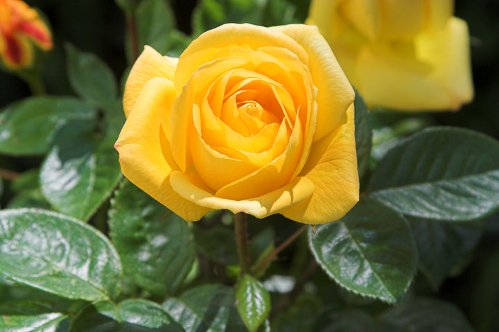 Golden Canary Rose Bush - 5 Gallon