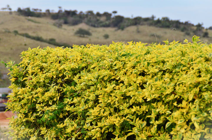 Golden Euonymus  - 5 Gallon