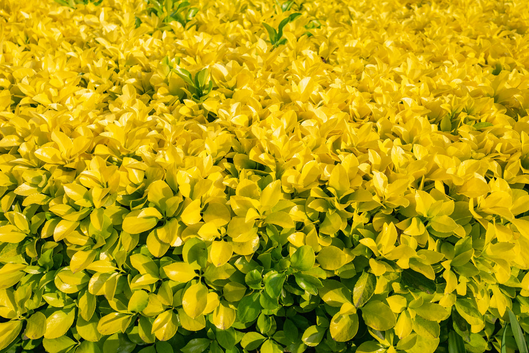 Golden Euonymus  - 5 Gallon