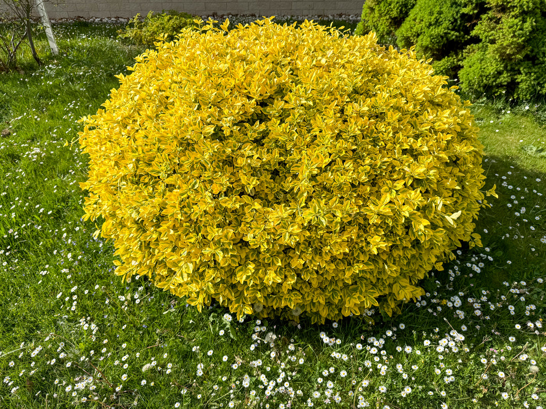 Golden Euonymus  - 5 Gallon