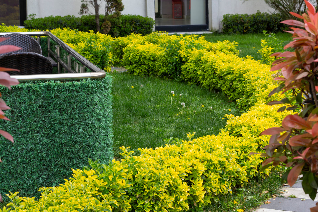 Golden Euonymus  - 5 Gallon