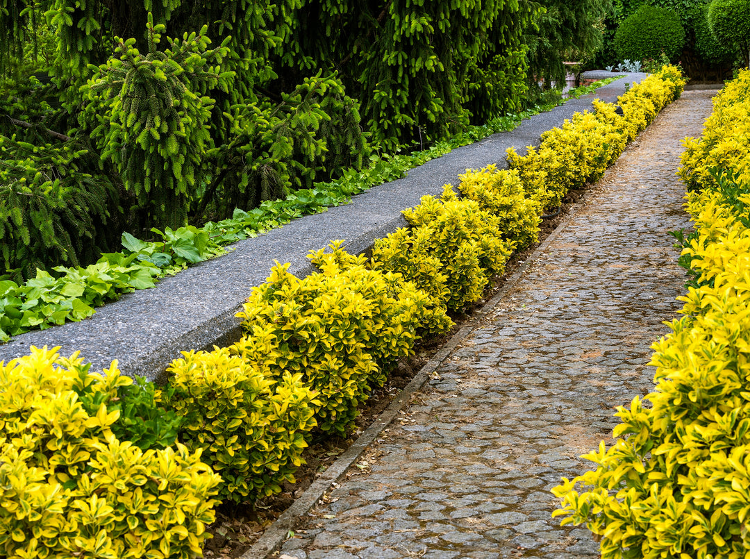 Golden Euonymus  - 5 Gallon