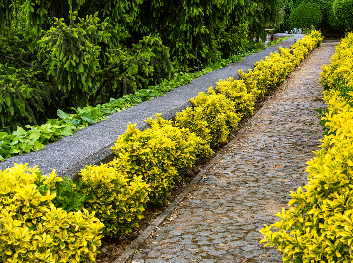 Golden Euonymus  - 5 Gallon