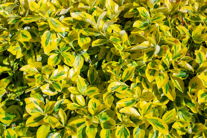 Golden Euonymus  - 5 Gallon
