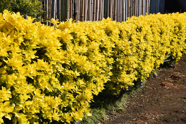 Golden Euonymus  - 5 Gallon