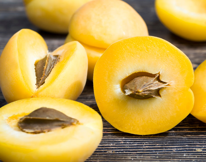 Goldkist Apricot Tree - 24" Box