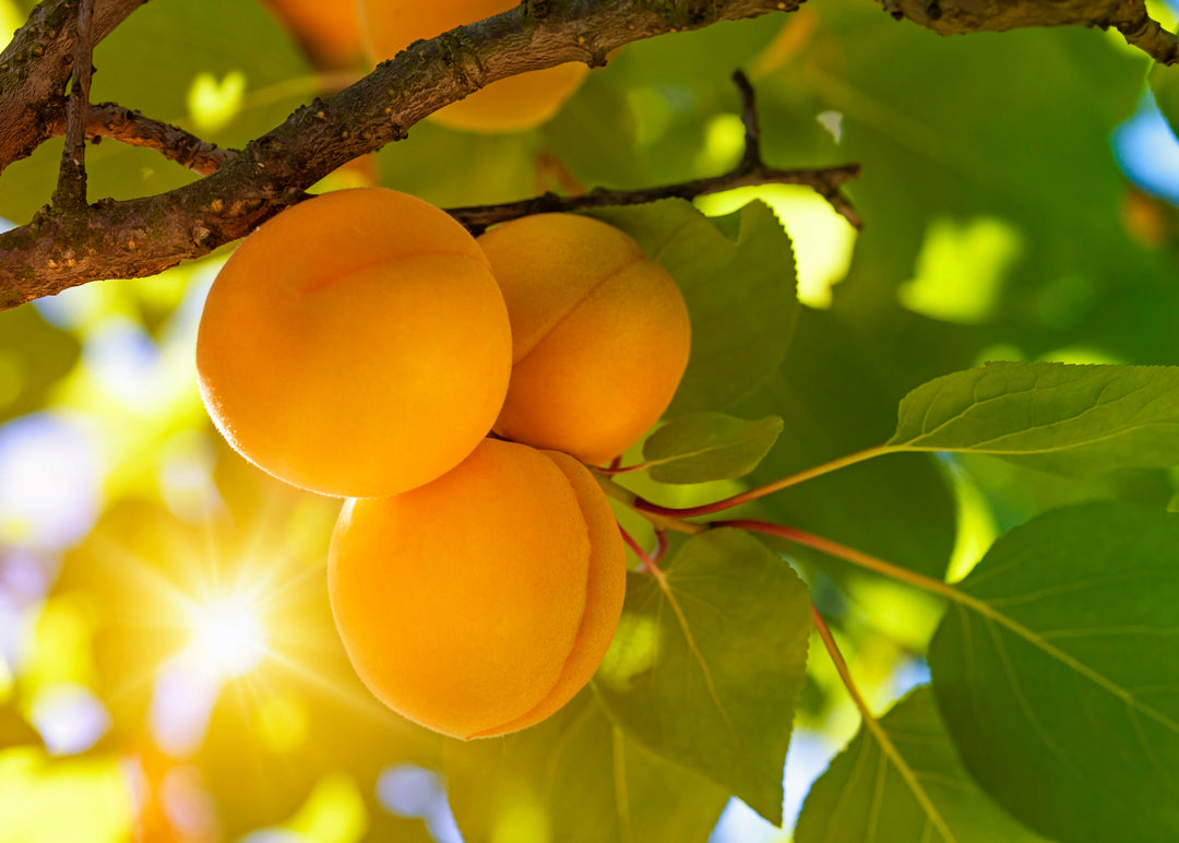 Goldkist Apricot Tree - 24" Box