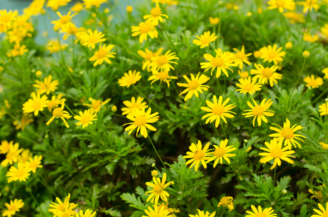 Green-Leafed Euryops Yellow Daisy