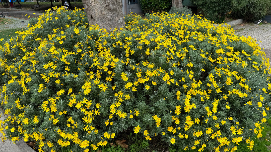Green-Leafed Euryops Yellow Daisy