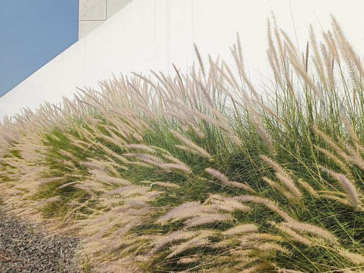 Green Fountain Grass