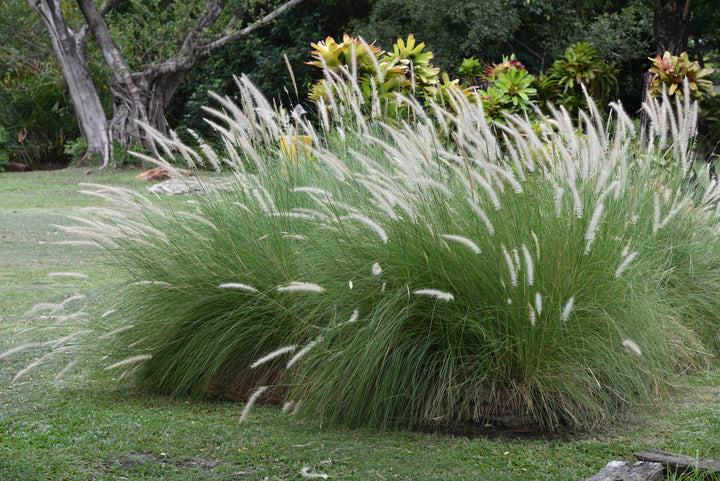 Green Fountain Grass