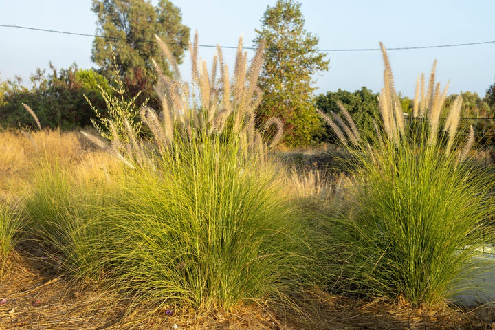 Green Fountain Grass