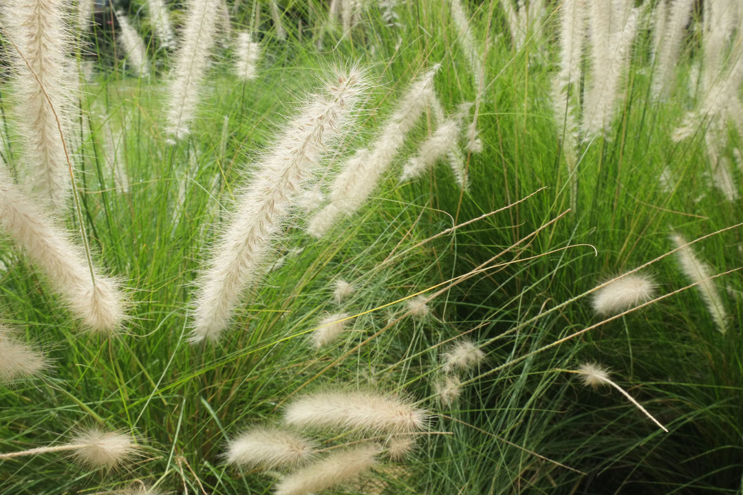Green Fountain Grass