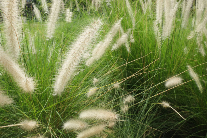 Green Fountain Grass