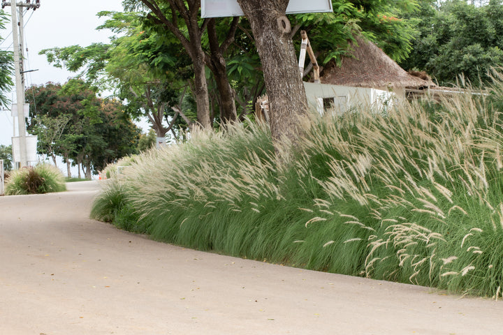 Green Fountain Grass