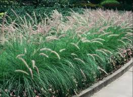 Pennisetum setaceum (P. ruppelii) Green Fountain Grass - 5 Gallon