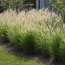 Pennisetum setaceum (P. ruppelii) Green Fountain Grass - 5 Gallon