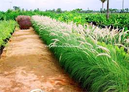 Pennisetum setaceum (P. ruppelii) Green Fountain Grass - 5 Gallon