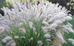 Pennisetum setaceum (P. ruppelii) Green Fountain Grass - 5 Gallon