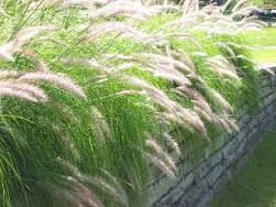 Pennisetum setaceum (P. ruppelii) Green Fountain Grass - 5 Gallon