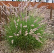 Pennisetum setaceum (P. ruppelii) Green Fountain Grass - 5 Gallon