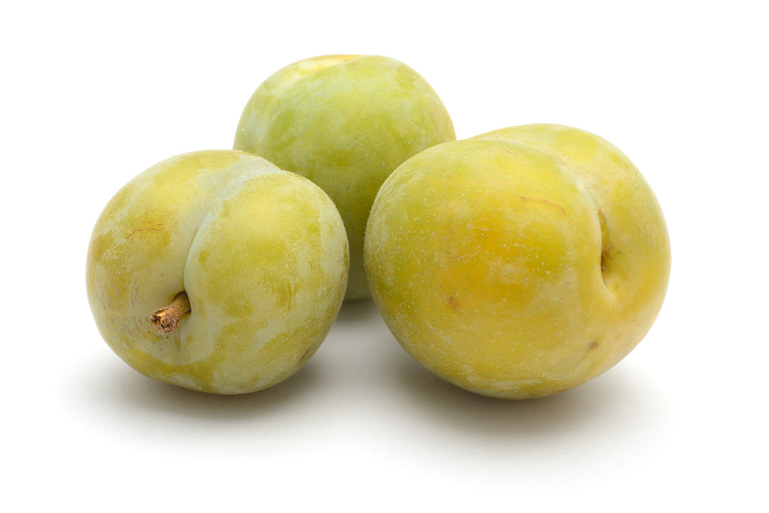 Green Gage Plum Tree - 15 Gallon