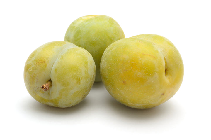 Green Gage Plum Tree - 15 Gallon