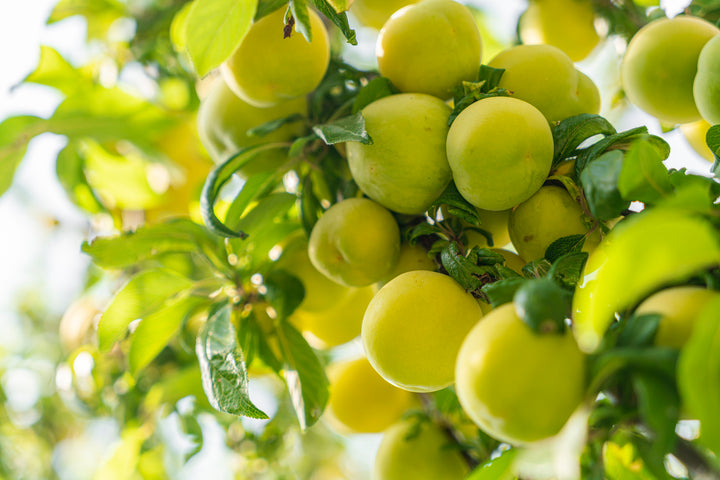 Green Gage Plum Tree - 15 Gallon