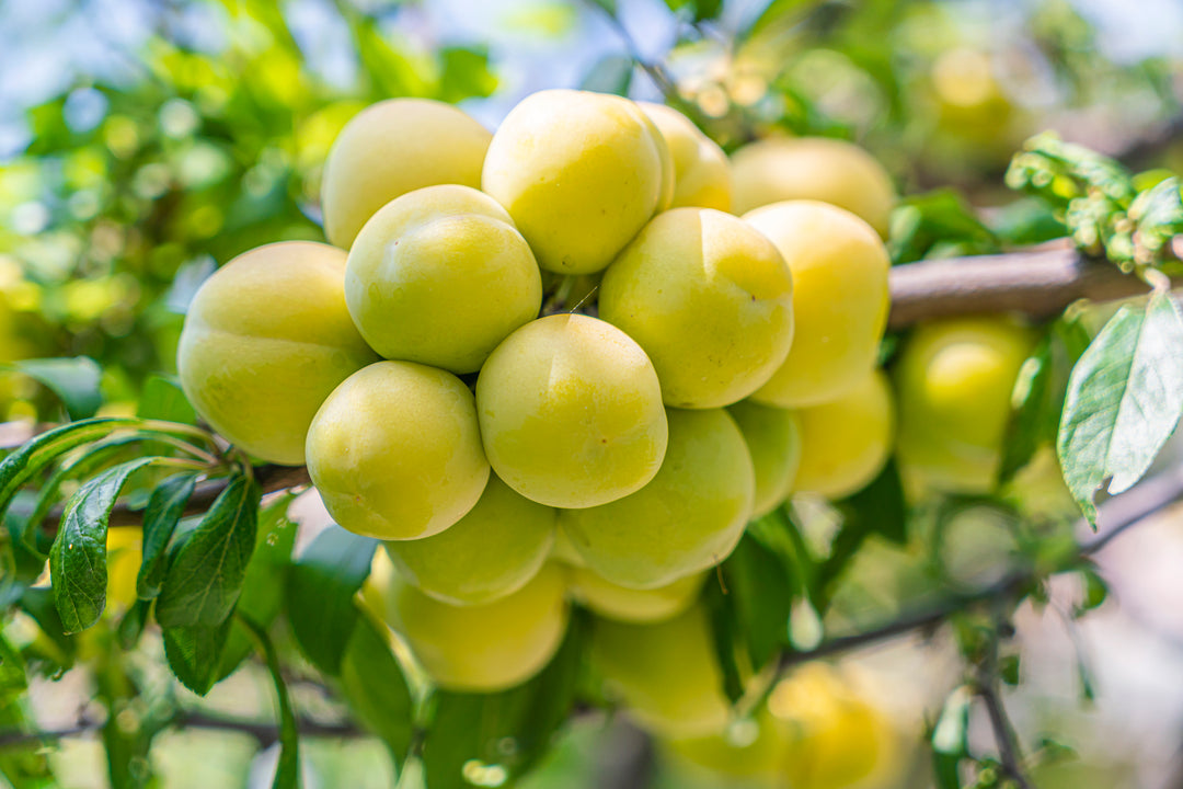 Green Gage Plum Tree - 15 Gallon