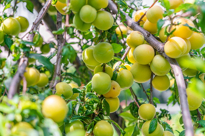 Green Gage Plum Tree - 15 Gallon