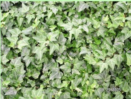 Hahn's Ivy - Flat