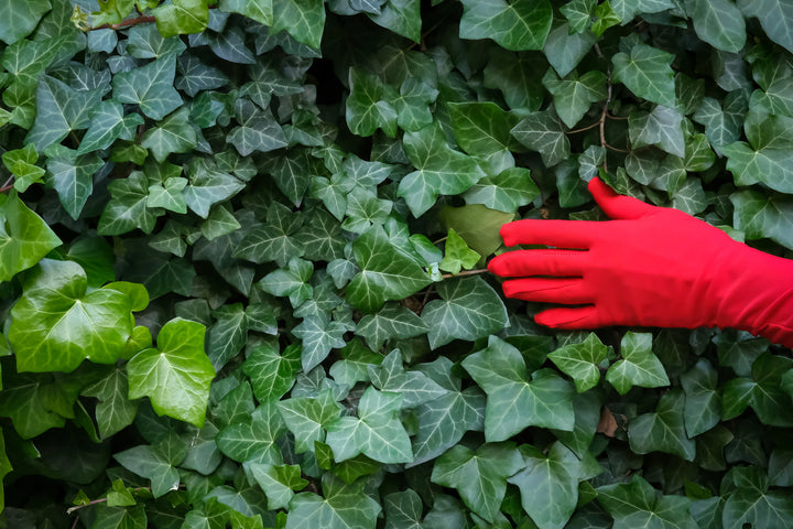 Hahn's Ivy - Flat