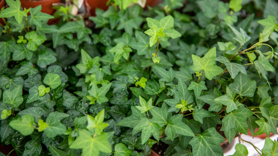 Hahn's Ivy - Flat