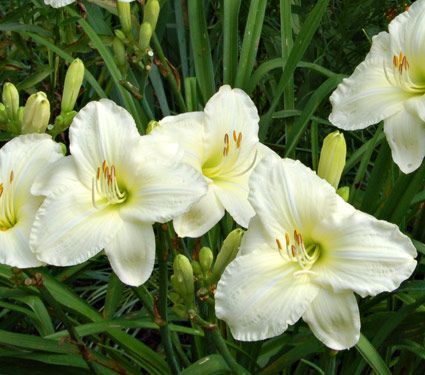 Hemerocallis 'Joan Senior' Daylily - 5 Gallon