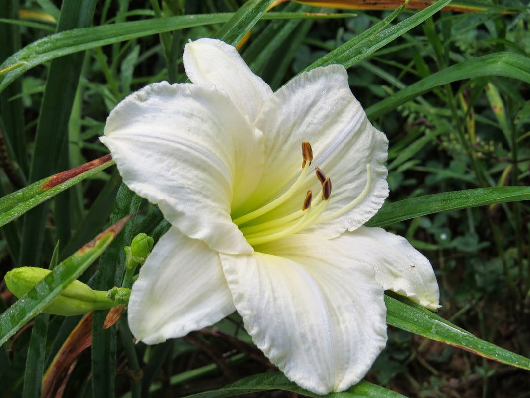 Hemerocallis 'Joan Senior' Daylily - 5 Gallon