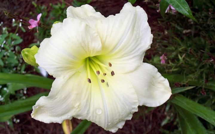 Hemerocallis 'Joan Senior' Daylily - 5 Gallon