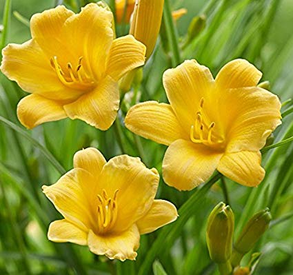 Hemerocallis 'Stella De Oro' Daylily - 5 Gallon