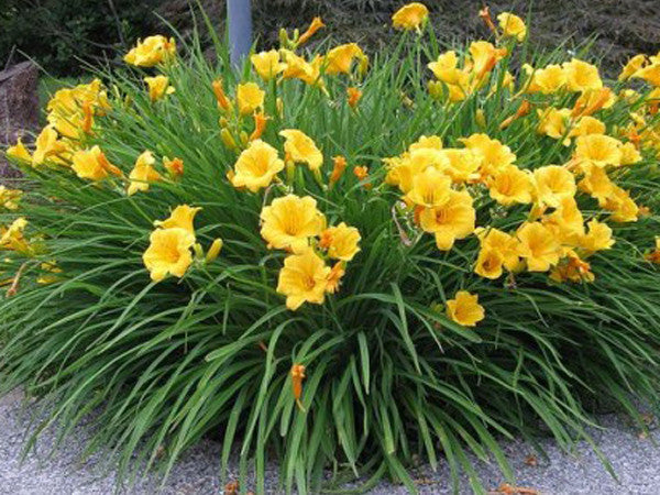 Hemerocallis 'Stella De Oro' Daylily - 5 Gallon