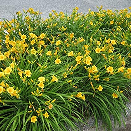 Hemerocallis 'Stella De Oro' Daylily - 5 Gallon
