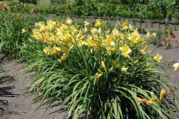 Hemerocallis 'Yellow' Daylily - 5 Gallon