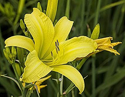 Hemerocallis 'Yellow' Daylily - 5 Gallon