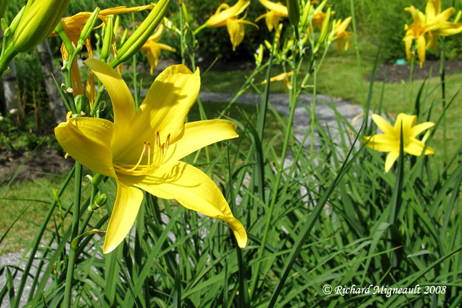 Hemerocallis 'Yellow' Daylily - 5 Gallon